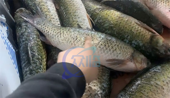 carp tilapia fish scale scraping machine rotary round groove fish scale remover equipment seafood processing plant