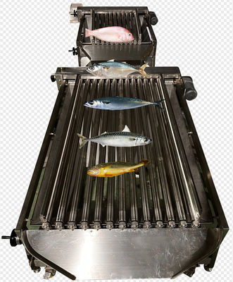Four Styles Automatic Sardine Sorting Machine And Grading Small Fish Line
