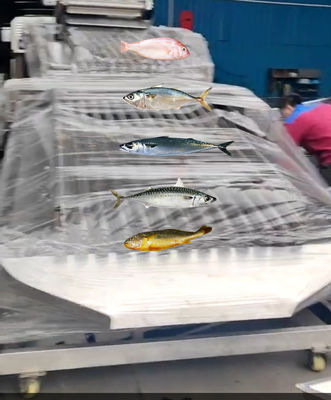 Four Styles Automatic Sardine Sorting Machine And Grading Small Fish Line