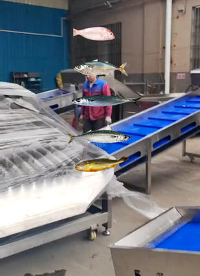 Most Accurate Pelagic Fish Grading Line And Sorting Other Small Fish With Automatic