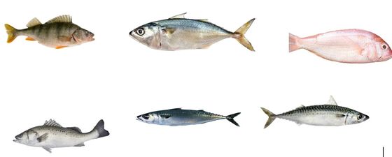 Most Accurate Pelagic Fish Grading Line And Sorting Other Small Fish With Automatic
