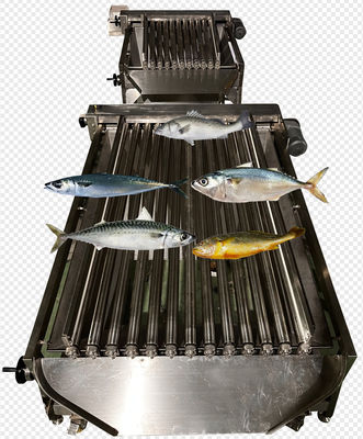 Most Accurate Pelagic Fish Grading Line And Sorting Other Small Fish With Automatic