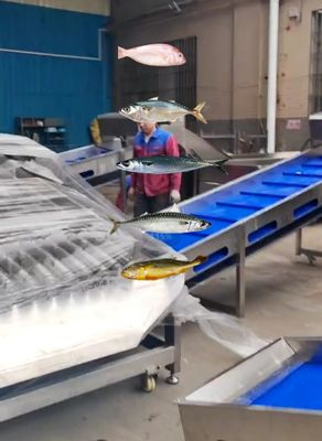 Capacity 5-10T/H Fish Automatic Sorting Machine, Sizing Small Fish And Grading Ocean