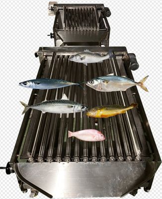 Capacity 5-10T/H Fish Automatic Sorting Machine, Sizing Small Fish And Grading Ocean