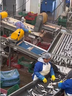 Four Styles Automatic Sardine Sorting Machine And Grading Small Fish Line