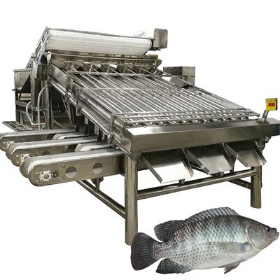 Buen precio Gradiente de tilapia de alto rendimiento 4.9kw Sortidor de rollo de pescado Maquinaria de clasificación de caballa Equipo de tamaño de rollo de caballa para mariscos en línea