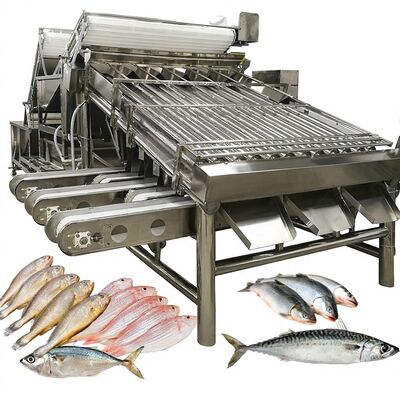 Buen precio Clasificadora automática de saurio Zolim de alta velocidad, niveladora de rodillos, operador de 1 persona, equipo de dimensionamiento de mariscos y pescados pequeños en línea