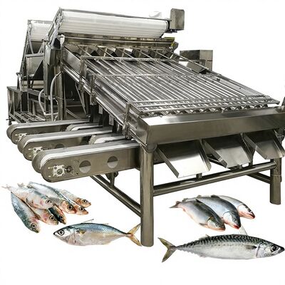Buen precio Máquina automática de clasificación y clasificación de sardinas de gran capacidad con rodillos en línea