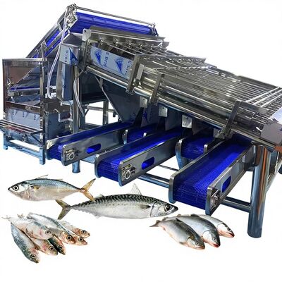 Buen precio Máquina de clasificación de peces a prueba de agua con rodillos Máquina de clasificación de caballa Equipo de clasificación de peces de gran capacidad para fábrica de pescado en línea