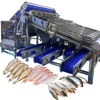 Buen precio Clasificadora eficiente de corvina amarilla pequeña, niveladora de rodillo de corvina amarilla pequeña para planta de pescado, clasificador de pescado, clasificador de pescado de 4,9 kW en línea