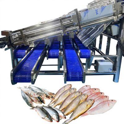 Buen precio 12 clasificador automático de peces de rodillos para 4-5 tamaños para la planta de pescado de pescado clasificador automático de peces clasificador automático de pescado máquina de clasificación de pescado en línea
