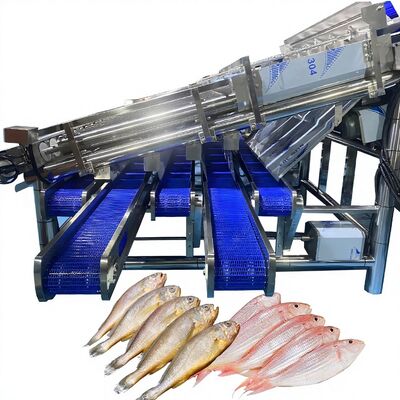 Buen precio Máquina de calibración de sardinas de gran rendimiento con 12 rodillos línea automática de clasificación de sardinas de pescado máquina de clasificación de rodillos de pescado en línea