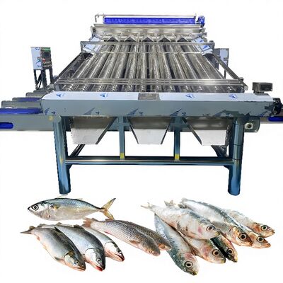 Buen precio 18pcs Roller SS304 Pequeña máquina de clasificación de pescado Pequeña línea de clasificación de pescado Pequeña máquina de tamaño de pescado en línea