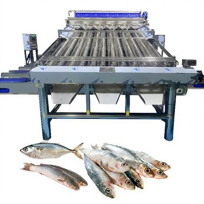 Buen precio Máquina de clasificación de transporte de plástico Saury Máquina de clasificación de croaker amarillo Máquina de clasificación de peces Zolim Máquina de clasificación de peces para la fábrica de pescado en línea