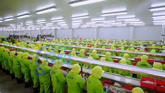 Buen precio Máquina de procesamiento de camarón estable de 3KW 10000x1150x1550mm Práctico en línea
