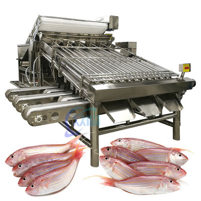 Buen precio Máquina de clasificación de pescado industrial SUS304, máquina de clasificación de mariscos multiscene en línea