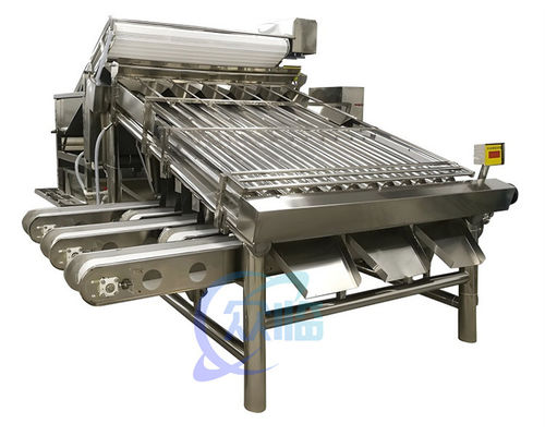 Máquina de clasificación de camarones pequeña y estable Multiscene para la clasificación de pescado