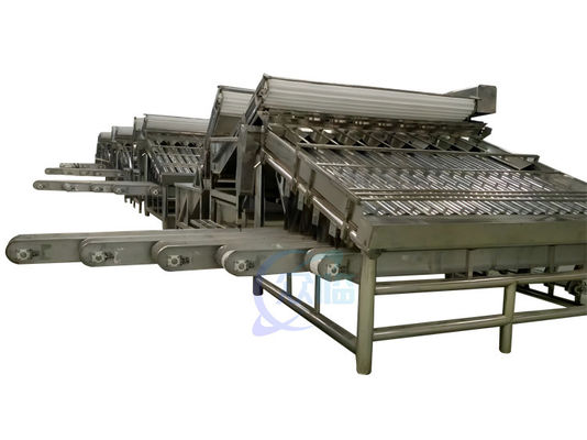 Máquina de clasificación de mariscos de 380V 50Hz, máquina de tamaño de camarón multiscene