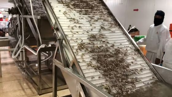 Practical Shrimp Sorting Equipment Multiscene Anti Corrosion