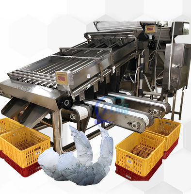 Buen precio Máquina de clasificación de camarones para procesamiento de mariscos 6000x3200x2200mm estable en línea