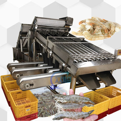 Buen precio 4.9KW SUS304 Máquina de clasificación de camarón automática para la clasificación del tamaño del pescado en línea