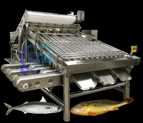 Máquina de clasificación de peces pequeños eficiente Sistema de clasificación de caballa Gran capacidad 5T/h
