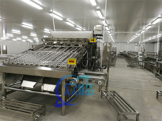 Clasificación del pescado comercial para el pescado pelágico Máquina de clasificación de pescado comercial y tamaño de pescado
