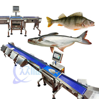 Buen precio 62m/min Especialidad clasificador de pescado en vivo máquina de clasificación de pescado de peso control por ordenador en línea
