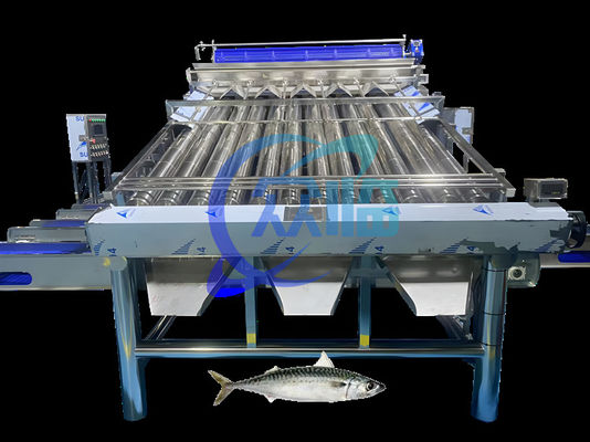 Máquina de clasificación de sardinas de gran capacidad