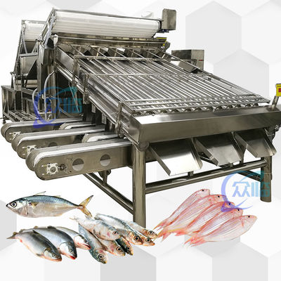 Buen precio Gran rendimiento clasificador de pescado entero con 18 rodillos máquina de clasificación de pescado entero y tamaño de pescado en línea