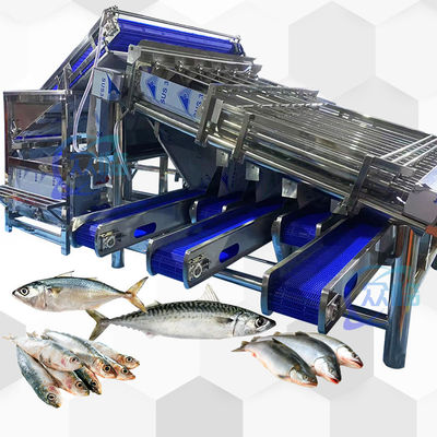Buen precio Máquina de clasificación de peces de alta capacidad clasificadora de rodillos de pescado 4.9KW 2 -8T/H en línea
