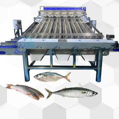 Buen precio Granaderos de peces de buen efecto para la clasificación de peces pelágicos y el tamaño de los peces en línea