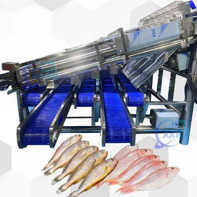 Buen precio 18pcs Roller SS304 Pequeña máquina de clasificación de peces Pequeña línea de clasificación de peces en línea