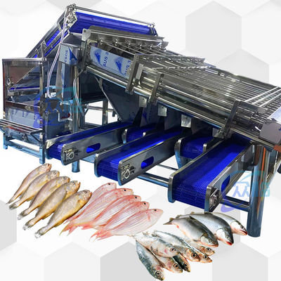 Buen precio Máquina de calibración de peces de gran capacidad para peces pequeños clasificador de peces pequeño alta estabilidad en línea