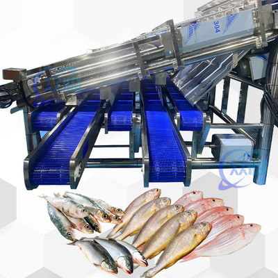 Buen precio Máquina de clasificación de peces pelágicos de alta estabilidad y eficiencia Máquina de tamaño de peces pelágicos en línea
