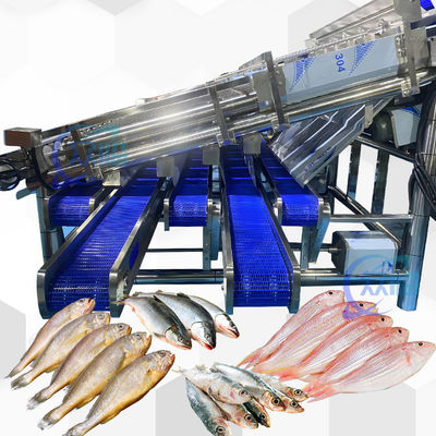 Buen precio Máquina de calibración de sardinas de gran rendimiento con línea automática de clasificación de sardinas de 12 rodillos en línea