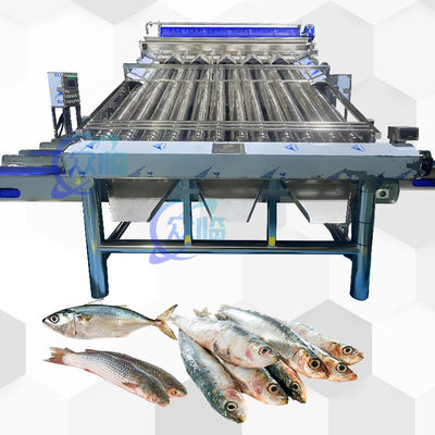 Buen precio Gradeador de rodillos de pescado vivo de alta velocidad con línea de clasificación de rodillos de pescado vivo de 12pcs en línea