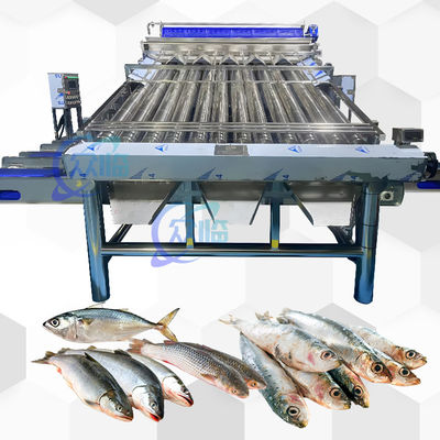 Buen precio Máquina de clasificación de transportadores de plástico Saury Máquina de clasificación de croaker amarillo en línea