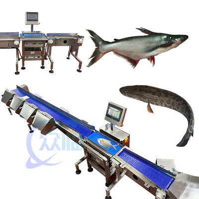 Buen precio Anticorrosión clasificador de peso de pescado clasificador automático de peso de pescado en línea