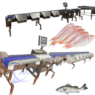 Buen precio Máquina de clasificación de pescado pelágico clasificador de pescado pelágico de peso 120-150pcs/min en línea