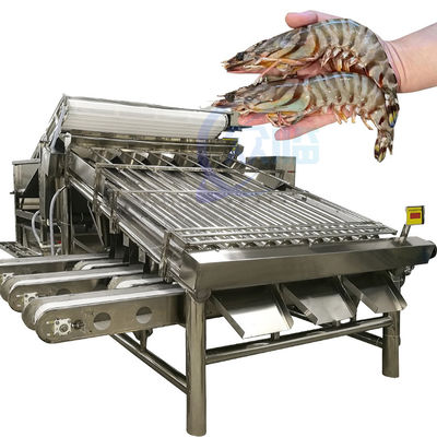 Buen precio Máquina de la investigación del tamaño y de la especificación de los pescados de la clasificadora de proceso y de los pescados eficientes en línea