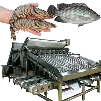 Máquina automática de clasificación de camarones para pelar camarones frescos lavado de camarón máquina de clasificación de camarones