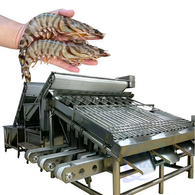 Buen precio Clasificador automático de procesamiento de camarones de pescado rápido Clasificador de tamaño de camarón de la línea de producción de camarones Máquina de selección en línea