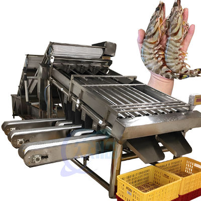 Buen precio Equipo de la máquina de clasificación de camarones Máquina de clasificación de pescado balam de sardinas de varias etapas en línea