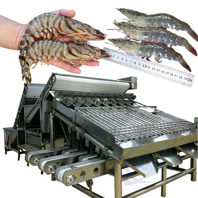 Buen precio Máquina de clasificación de peces de acero inoxidable 304 de 18 rodillos en línea