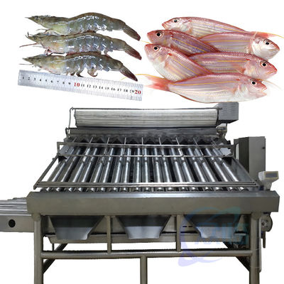 Buen precio Máquina automática de clasificación de peces, máquina de clasificación de tamaño de peces en línea
