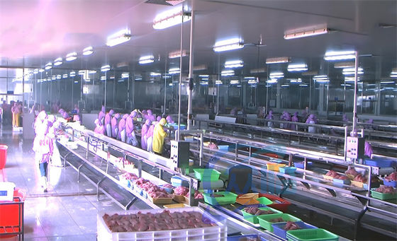 Buen precio 3.03KW Línea de producción de procesamiento de pescado Plataforma de montaje Línea de producción de descabezamiento de pescado Tabla en línea