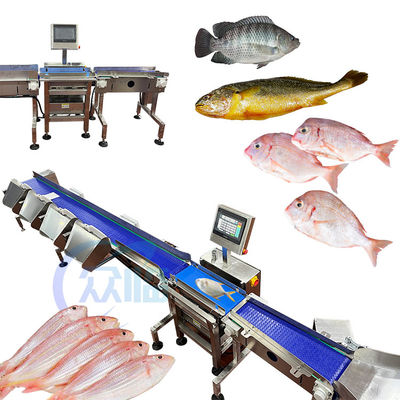 Buen precio Máquina de clasificación de peces por control de computadora Máquina de tamaño de pescado Para clasificar el bagre de tilapia basa en línea