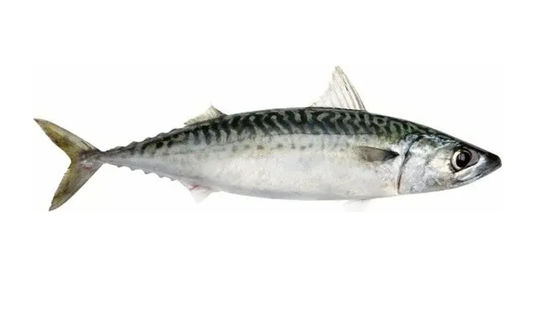 Buen precio Cuatro estilos automática línea de clasificación de peces pelágicos y equipos de clasificación de peces pequeños en línea