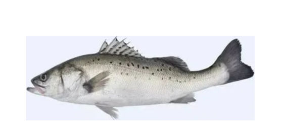 Cuatro estilos línea automática de clasificación de caballa y clasificación de peces pequeños equipo